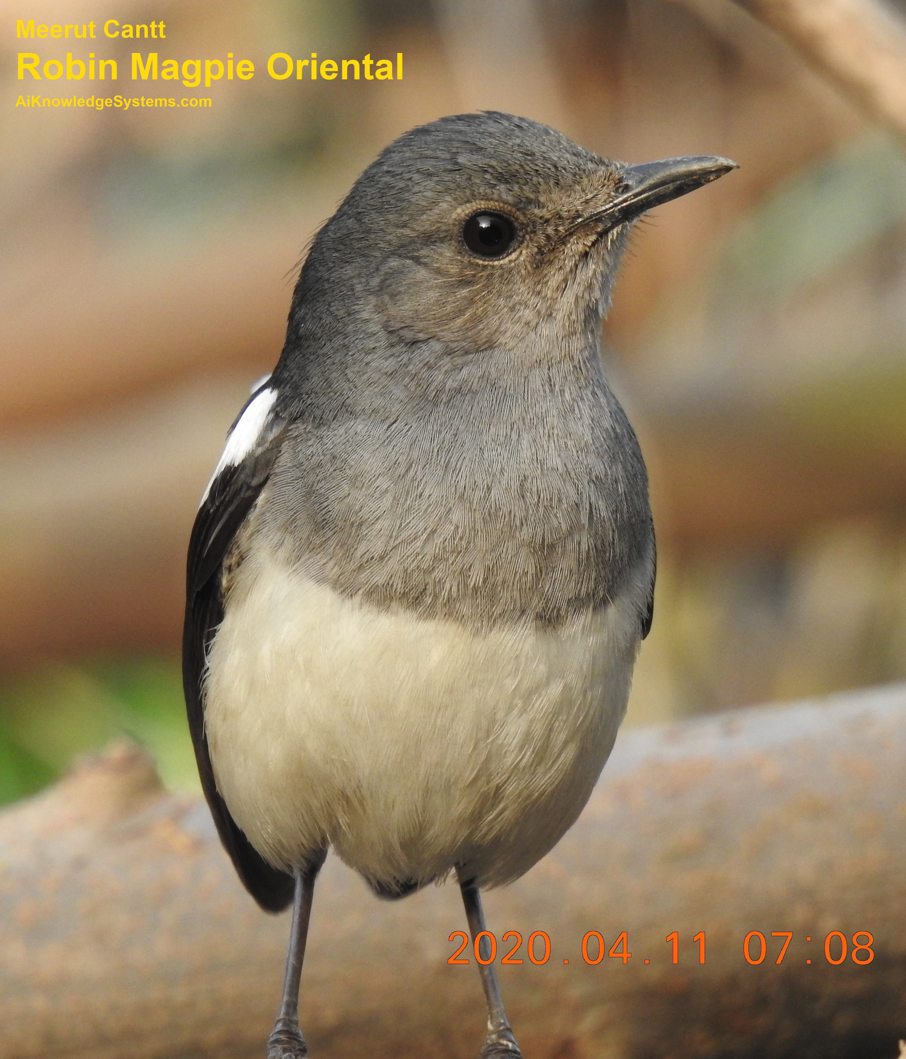 Magpie Robin (102) Coming Soon